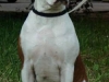 bonnie-4