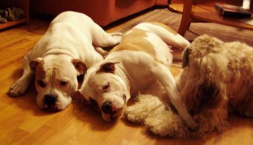 dutch&diona&carrol