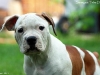 dexter1