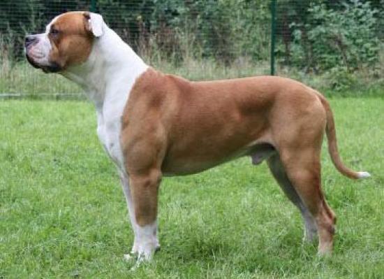 top american bulldog breeders